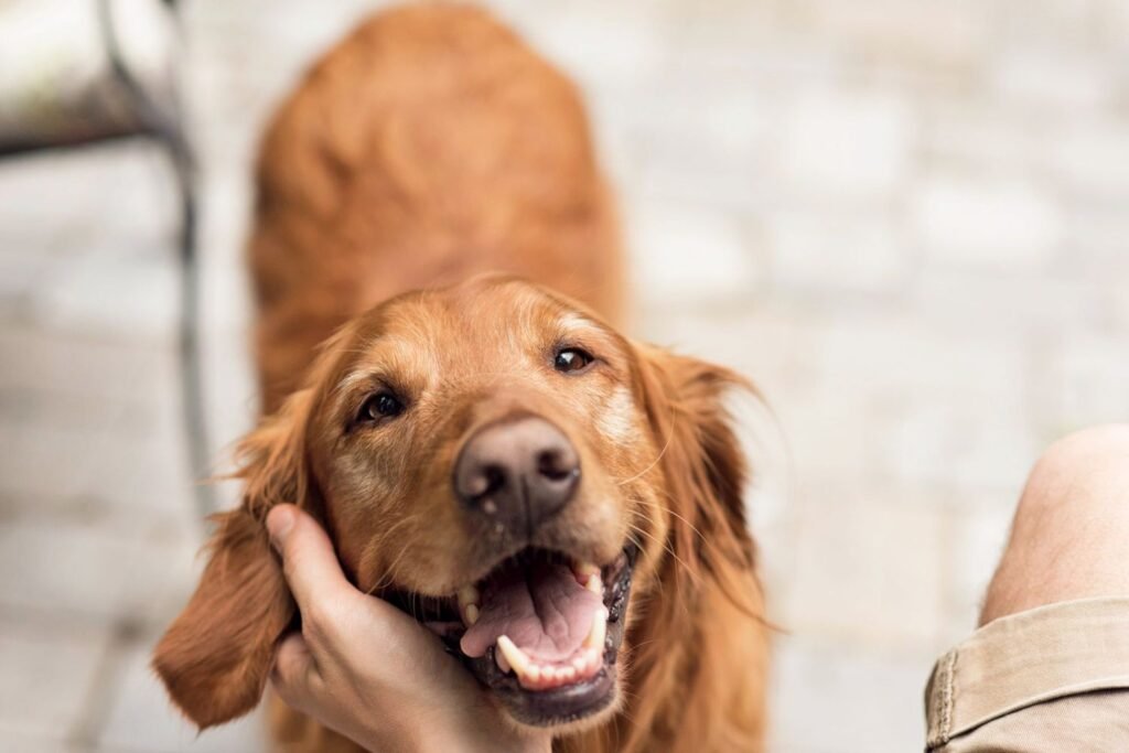 Training an adult dog